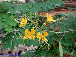 Image result for Caesalpinia