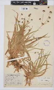 Image result for Juncus lomatophyllus