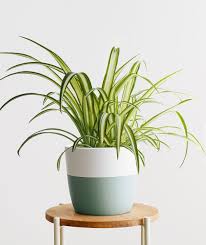 As one of the best indoor plants to grow in an apartment, a snake plant tolerates neglect well and is essentially indestructible. 35 Best Indoor Plants For Apartments Best Houseplants For Apartment Dwellers