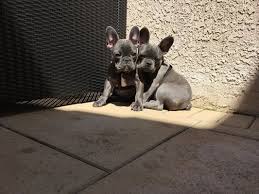 See more of french bulldog puppies los angeles on facebook. French Bulldogs La 161 Photos 12 Reviews Pet Breeders Valley Glen Los Angeles Ca Phone Number Yelp