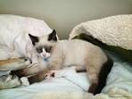 Facts About Snowshoe Siamese Cats | LoveToKnow