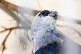 Hanby would be a excellent choice. Skywatch Bird Rescue Merges With Cape Fear Raptor Center Port City Daily
