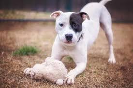 Black And White Boston Terrier Pitbull Mix Brindle Boston Terrier Pitbull Mix Dog Breed Information Brindle Boston Terrier Dog Breeds Pitbulls