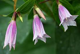 Image result for Gentiana asclepiadea alba