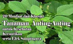 Esta web permite descargar y ver pelicula gratis en español latino, en su idioma y audio original , todo lo que ofrecemos es totalmente gratuito y de calidad hd, no hay que abonar. Manfaat Tanaman Anting Anting Untuk Kucing