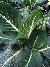 Dieffenbachia Sterling Plants Indoor Plants Plant Leaves