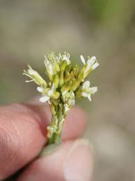 Image result for Turritis