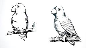 Pelajari jenis lovebird untuk lomba sampai yang termahal di artikel ini. Cara Menggambar Burung Lovebird Untuk Anak Youtube