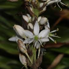 Image result for Chlorophytum macrophyllum