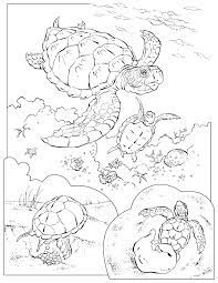View and print this sea turtle coloring page for free by clicking the print button below. Sea Turtles Pictures For Kids Coloring Home