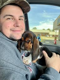 Introduction of new basset hound member