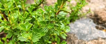 Image result for Myrothamnus flabellifolius