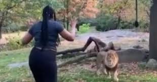 Lion vs gorilla who would win. Bronx Zoo Lion Exhibit Woman Appears To Taunt Lion After She Climbs Into Enclosure At New York S Bronx Zoo Caught On Video Posted To Instagram Cbs News