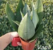 China sansevieria trifasciata snow white dwarf Supplier and ...