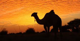 4 days camel treks from mhamid. Camels Across The Bayuda Journeys By Design