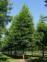 Image result for Calvoa orientalis