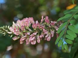 Image result for Indigofera flavicans