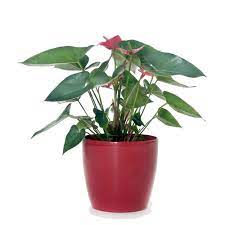 Check spelling or type a new query. Anthurium Red Flowers Indoor Plant Housewarming Gift Plant Nz Delivery