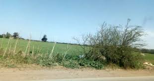 15 جمال البادية في المغرب الحبيب Plants