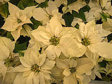 Image result for Euphorbia fortissima