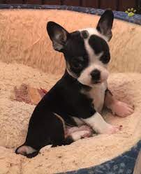 Check spelling or type a new query. French Bulldog Breeders In Maryland L2sanpiero