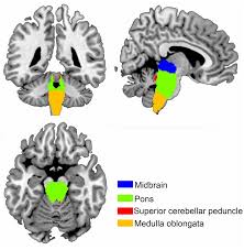 Image result for Pons