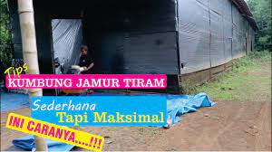 Beli jamur tiram online berkualitas dengan harga murah terbaru 2021 di tokopedia! Kumbung Jamur Tiram Sederhana Youtube