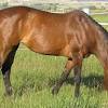 See more ideas about connemara pony, connemara, pony. 1