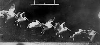 Etienne jules marey la science au re veil des arts documentaire de julia blagny 2014. Epingle Sur Chapter Iv