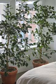 It can be grown all across the united states with ease. 14 Things Nobody Tells You About Indoor Citrus Trees Gardenista