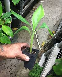 Double mahoi is another sweet banana that works well in deserts. Dwarf Brazilian Banana Plant Hawaiian Apple Banana Bountiful Garden Nursery