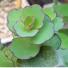 Kalanchoe Laxiflora Planting Succulents Cacti And Succulents Plants