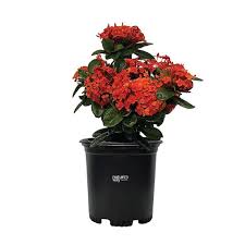 Image result for Ixora laurentii