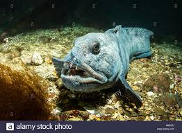 Atlantic Wolffish Anarhichas Lupus North Atlantic Ocean Iceland Stock Photo Alamy