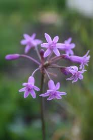 Image result for Tulbaghia fragrans