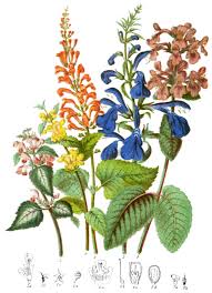 Image result for Lamiaceae