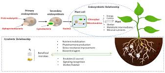 Plant cells contain fewer mitochondria. Microorganisms Free Full Text Plant Holobiont Theory The Phytomicrobiome Plays A Central Role In Evolution And Success Html