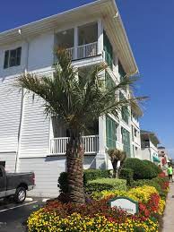 They symbolize a paradise full of warm beaches and crashing waves. Virginia Beach Palm Trees 2016 Travel Logs Palmtalk