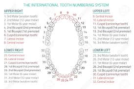 Adult International Tooth Numbering Chart Illustration Editable