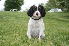 Welcome to our puppies for sale in pa page! English Setter Puppies For Sale English Setters Greenfield Puppies