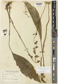 Image result for Centemopsis trinervis