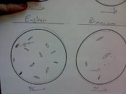 We did not find results for: Courtney C S Bio Blog Protista