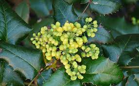 T'as de la chance, les miens boudent le choux ! Mahonia Plantation Taille Culture Et Entretien