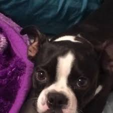 We build and strengthen families. Boston Terrier For Sale 200 Dollars Panama City Beach Area For Sale In Panama City Florida Classified Americanlisted Com