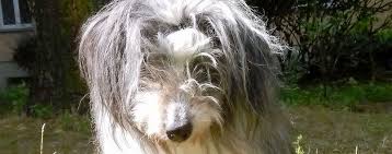 Die vorstellung, dass der hund sanft und friedlich zuhause einschläft haben fast alle hundebesitzer. Ab Wann Ist Leid Bei Tieren Unzumutbar