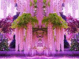 Shot Of Heroine Wisteria Garden Purple Wisteria Beautiful Flowers