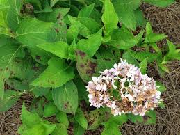 Image result for Cercospora hydrangea