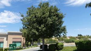 Image result for Celtis