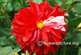 Common Name Red And White Variegated Dahlia Flowers Red With White Variegated Large Showy Colourful Family Asteraceae Ord Dahlia Flower Dahlia Variegated