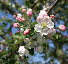 Beispiele in diesem jahr blühen die obstbäume reich (die obstbäume haben viele blüten) überall blüht und grünt es Erste Obstbaume Bluhen Im Alten Land Proplanta De